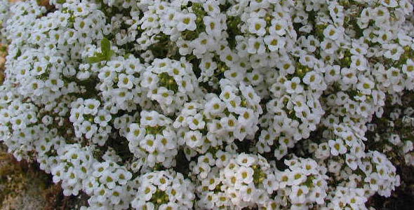 スイートアリッサムの花と写真 花言葉