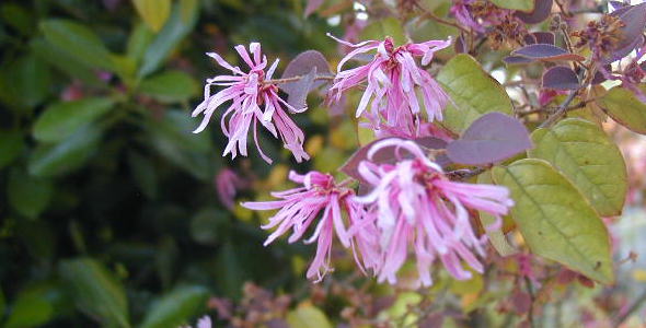 マンサクの花と写真 花言葉