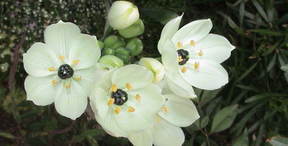 オーニソガラムの花と写真 花言葉
