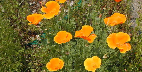 ハナビシソウの花と写真 花言葉