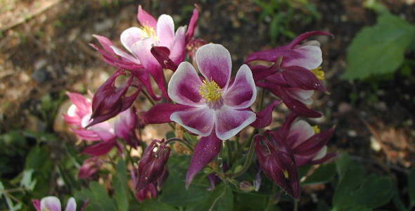 オダマキ 赤 の花と写真 花言葉